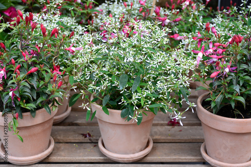Flowering plants in terracotta pot © Evelien