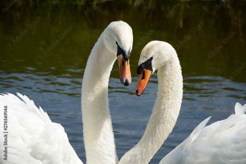Obraz premium Close up of two swans swimming in ditch