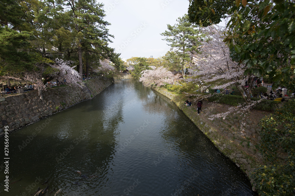 桜の風景 桜の風景