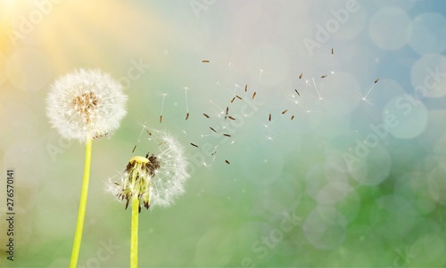 Dandelion with blowing seeds  on  background