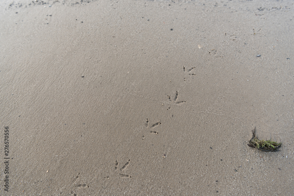 top view of textured brown sand with bird footprints top view of textured brown sand with bird footprints