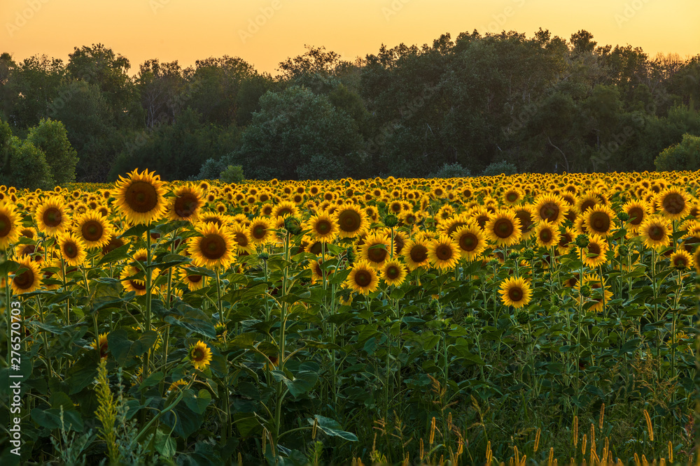 Obraz premium Sunflowers blossoming in the fields