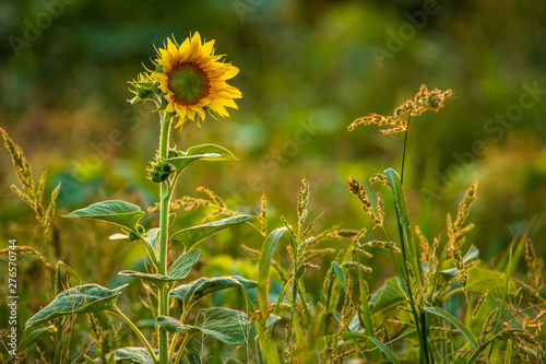 Sunflowers blossoming in the fields