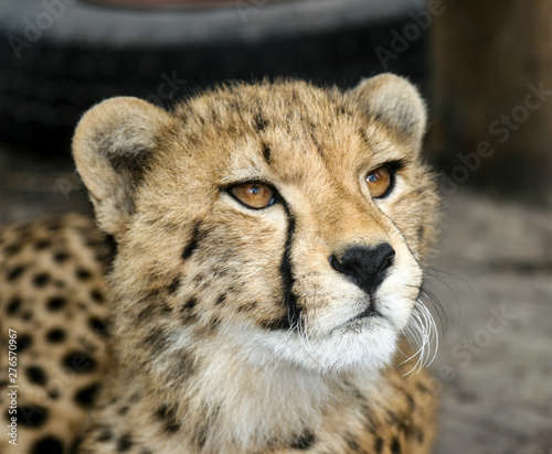Cheetah Head-shot