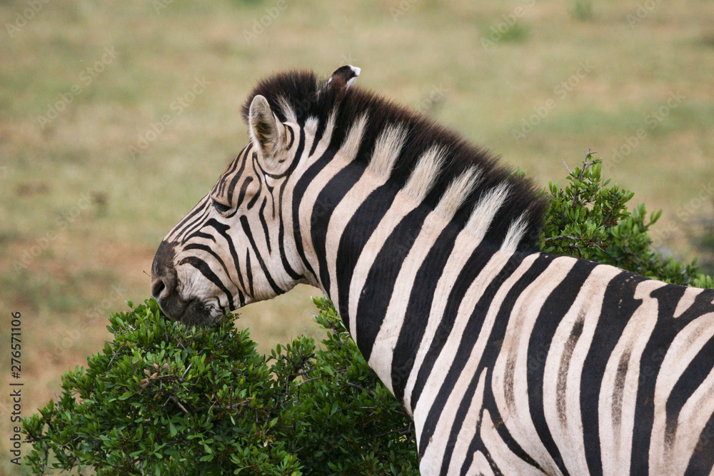 Fototapeta premium Grazing Zebra