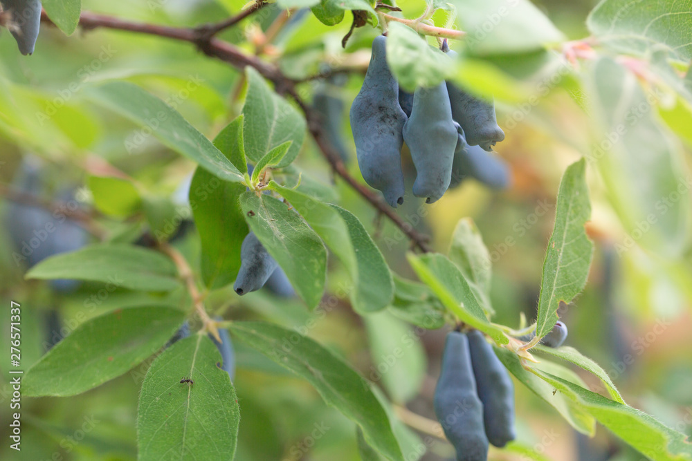 Obraz premium Honeysuckle ripe on the bush