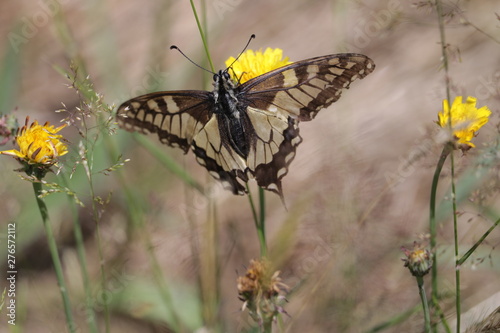 Machaon photo