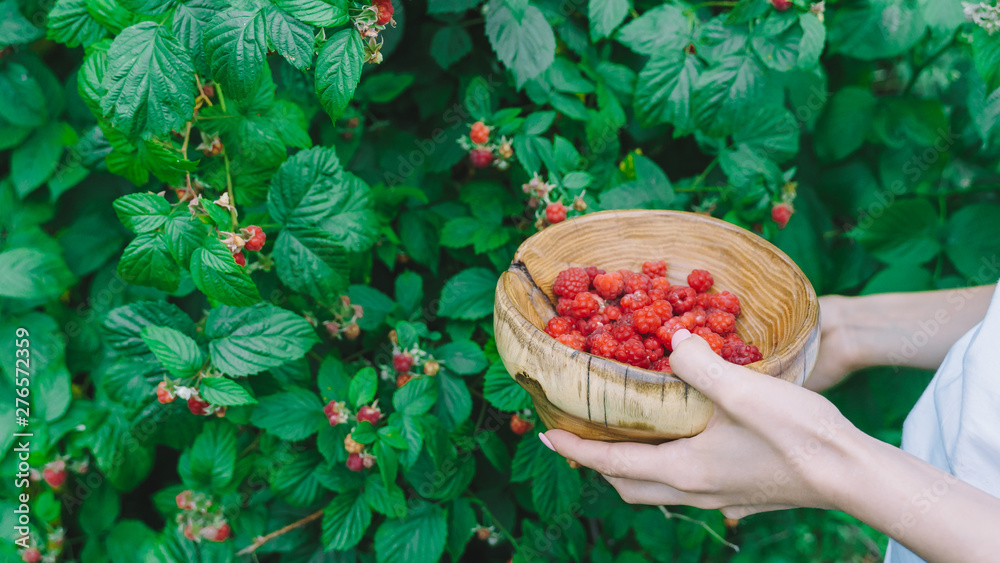 wooden bowl with raspberries in hands. green branches of raspberry on background. wooden bowl with raspberries in hands. green branches of raspberry on background.