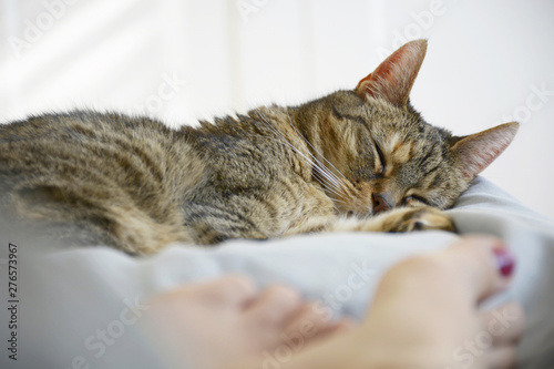 Sleeping cat and woman on bed