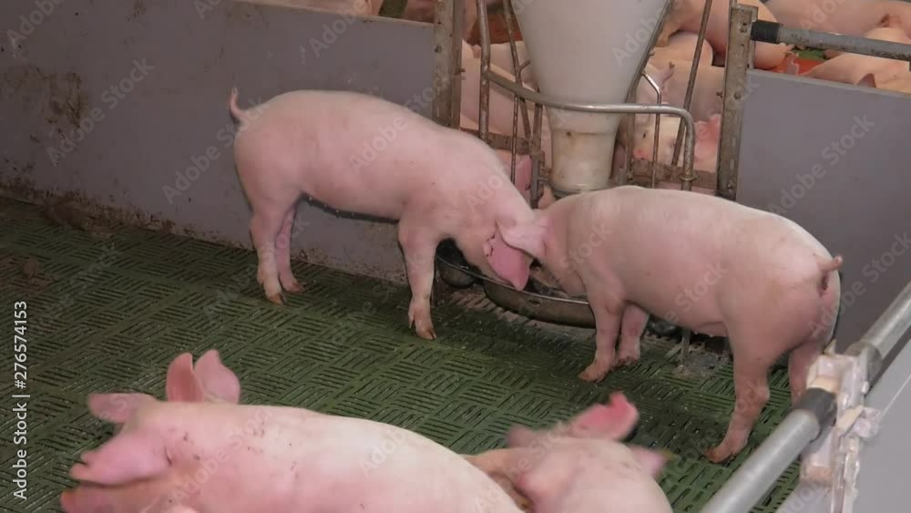 Modern industrial farm for breeding pigs, modern technological automated Hall. Livestock. The fattening pig group eating by the feeding machine in modern commercial farm Modern industrial farm for breeding pigs, modern technological automated Hall. Livestock. The fattening pig group eating by the feeding machine in modern commercial farm