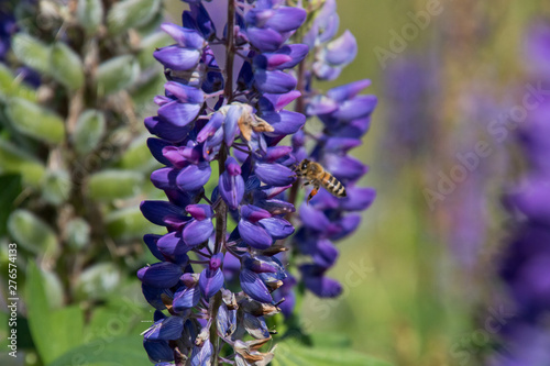 Lupinen mit Bienen auf einer Almwiese photo