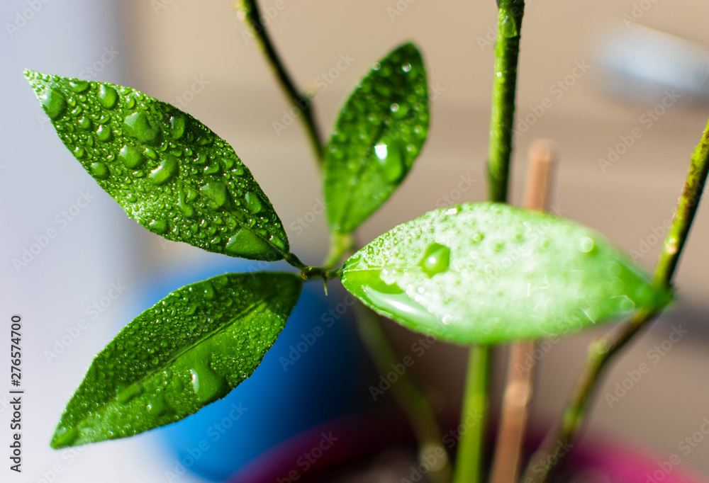 the leaves of the lemon tree young fresh green closeup with water drops the leaves of the lemon tree young fresh green closeup with water drops
