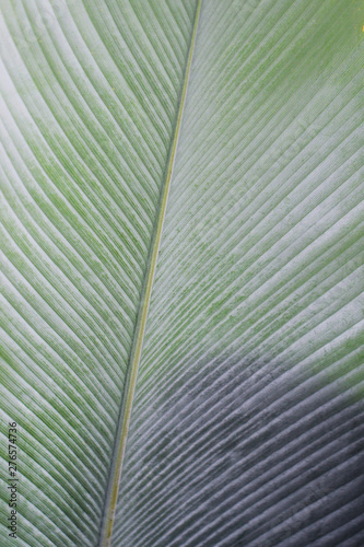 Close up detail nature green leaves texture pattern background  Selective focus.