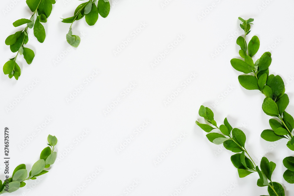 Barberry branch with green leaves on white background. Minimal flat lay style flower composition, top view, copy space.