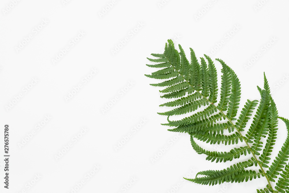 Tropical jungle Fern leaves on white background. Flat lay, top view Tropical jungle Fern leaves on white background. Flat lay, top view