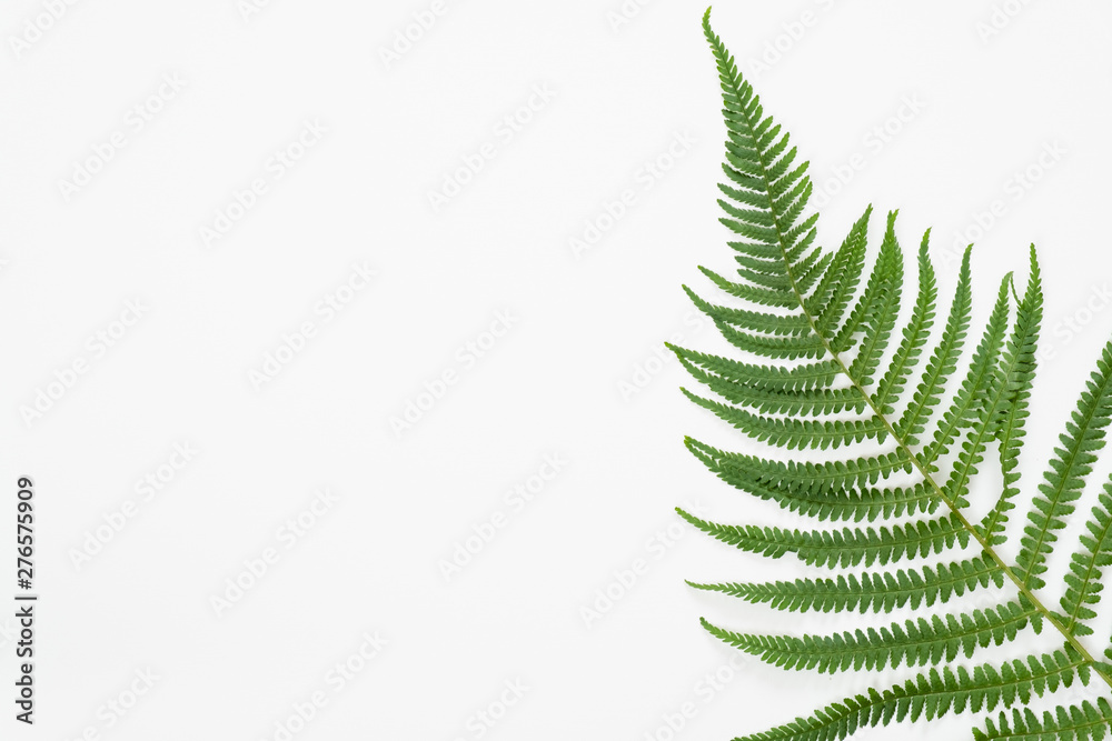 Tropical jungle Fern leaves on white background. Flat lay, top view