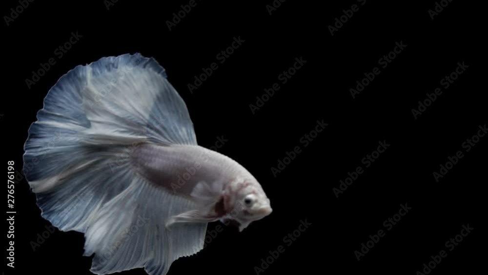 Super slow motion of Siamese fighting fish (Betta splendens), well known name is Plakat Thai, Betta is a species in the gourami family, which is a popular fish in the aquarium trade Super slow motion of Siamese fighting fish (Betta splendens), well known name is Plakat Thai, Betta is a species in the gourami family, which is a popular fish in the aquarium trade