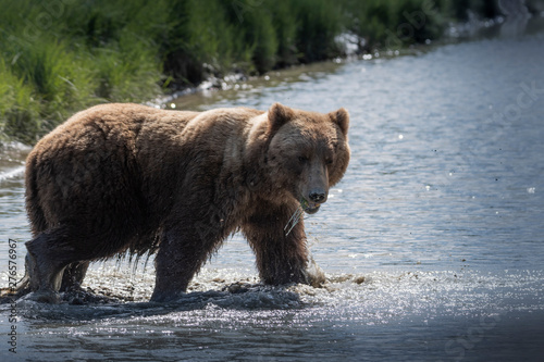 Grizzly bear in alaska © Penny Hegyi