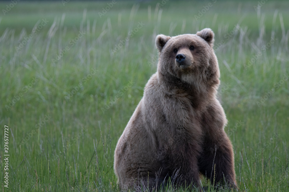 Grizzly looking over shoulder Grizzly looking over shoulder