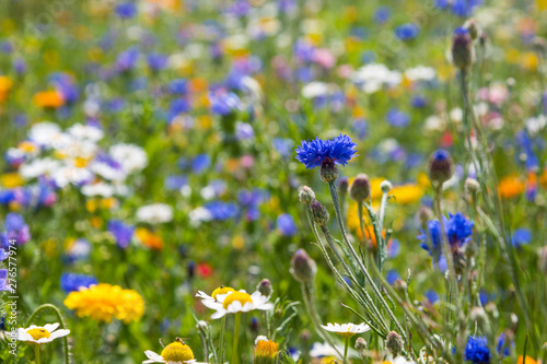 Canvas Print Blühende Wiesen, blühendes Feld, blühender Weg, um Insektensterben und Tötung zu verhindern und entgegenzuwirken
