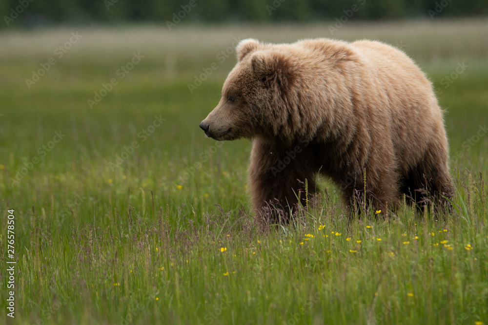 Fototapeta premium Grizzly bear in alaska