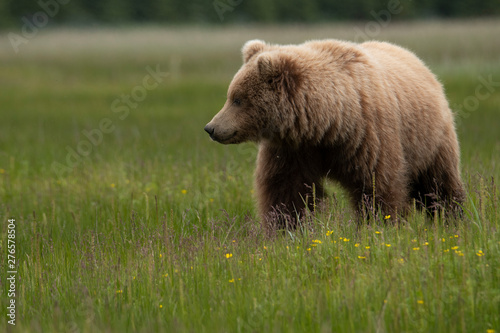 Grizzly bear in alaska