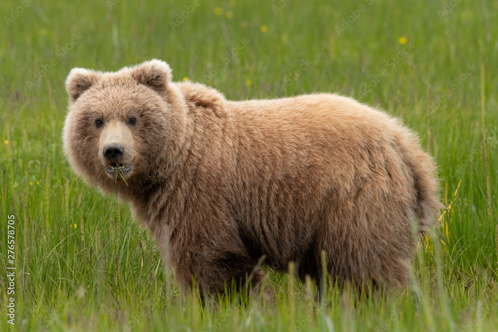 Obraz premium Grizzly bear in field