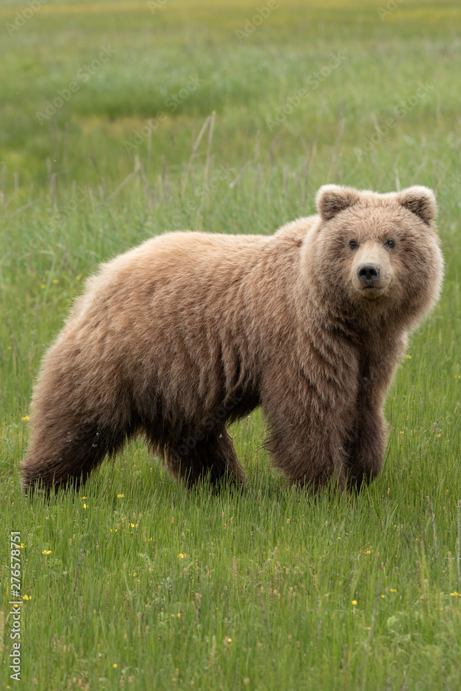 Grizzly bear in alaska Grizzly bear in alaska