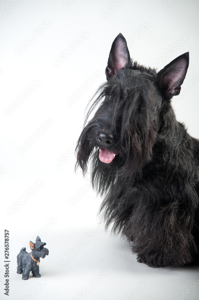 Young scottish terrier on a white background