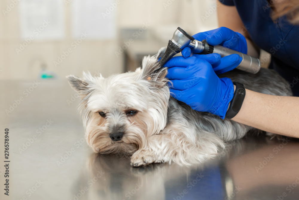 Veterinarian exam a dog breed yorkshire terrier using otoscope in pet
