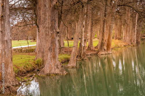 Trees on a river in Kerrville, TX
