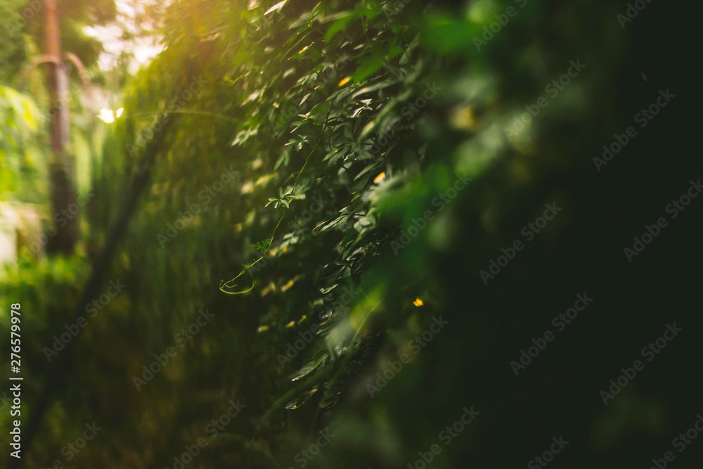 Obraz premium Golden Hour