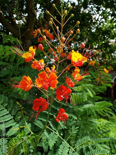 A Pride of Barbados flower rises from the garden.