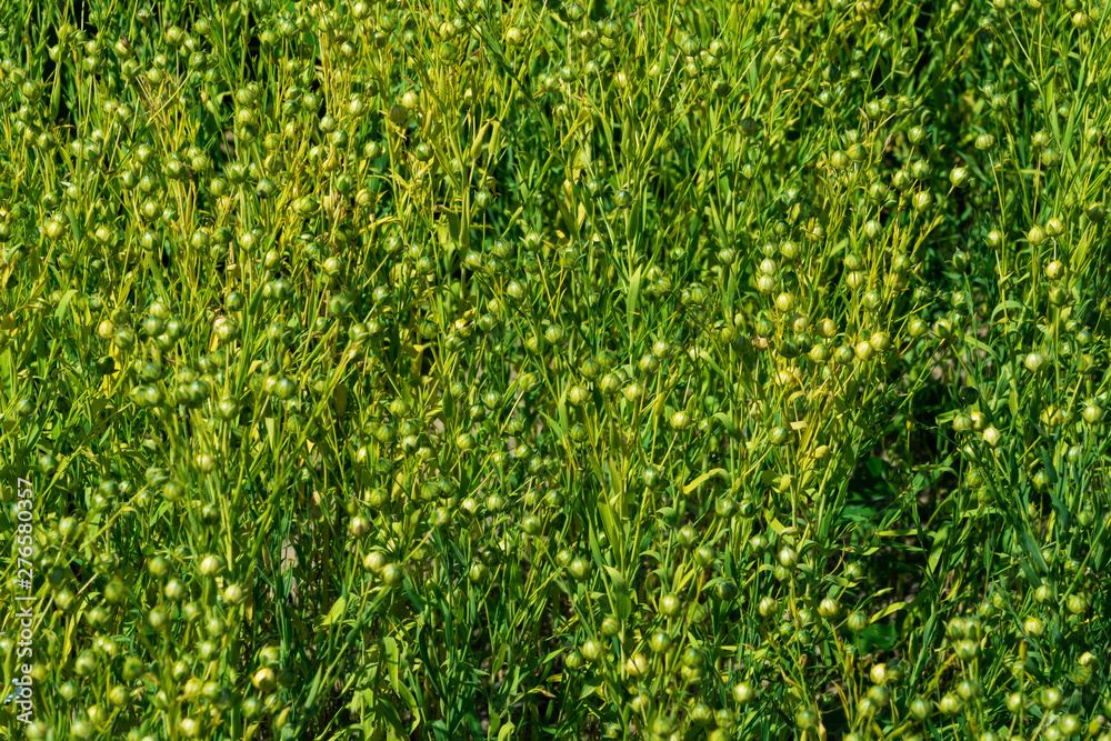 Feld mit Lein Feld mit Lein