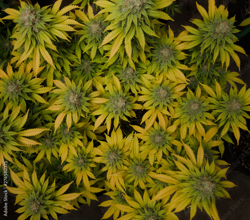 Marijuana Stock Photography Marijuana Stock Photography