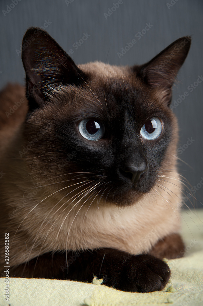 Close-up portrait of Siamese cat