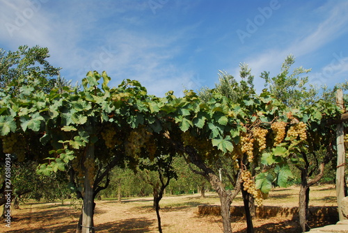 vineyard in Italy