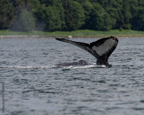 Fin of humpback whale