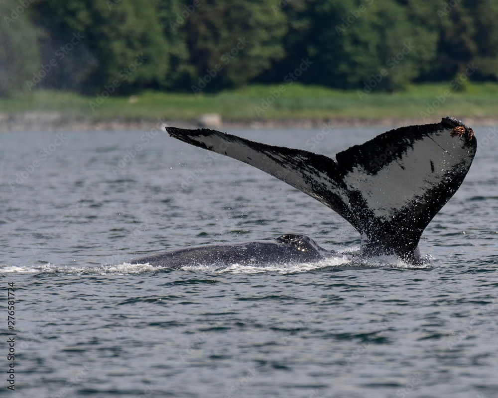 Fototapeta premium Humpback whale