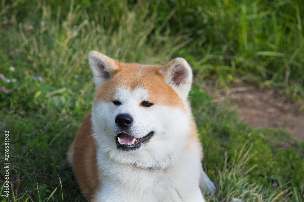 Portrait of an Akita inu dog on a green lawn background. Pets, dogs, cats.
