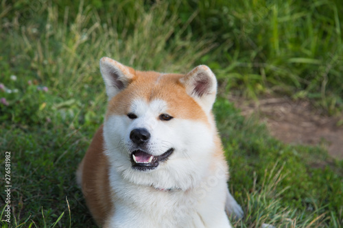 Portrait of an Akita inu dog on a green lawn background. Pets, dogs, cats. © Victor1153