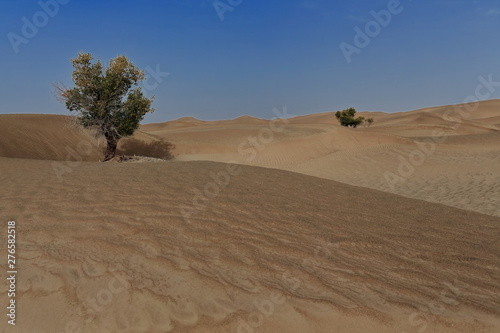 Several isolated desert poplar-Populus euphratica trees. Keriya county-Xiniang-China-0280