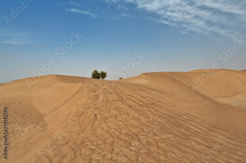 Couple of desert poplar-Populus euphratica trees. Keriya county-Xiniang-China-0287