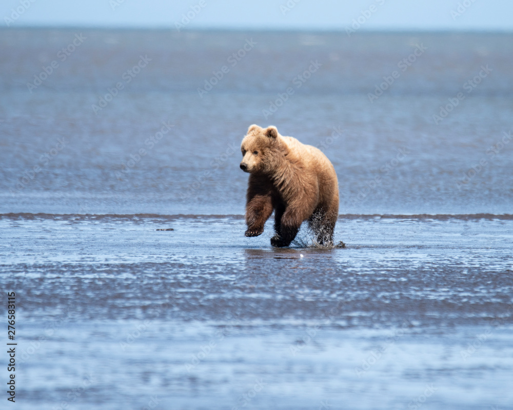 Fototapeta premium Grizzly bears
