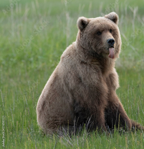 Grizzly with funny face