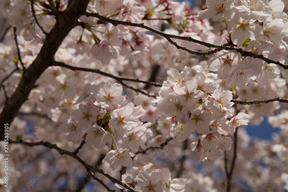 桜の風景