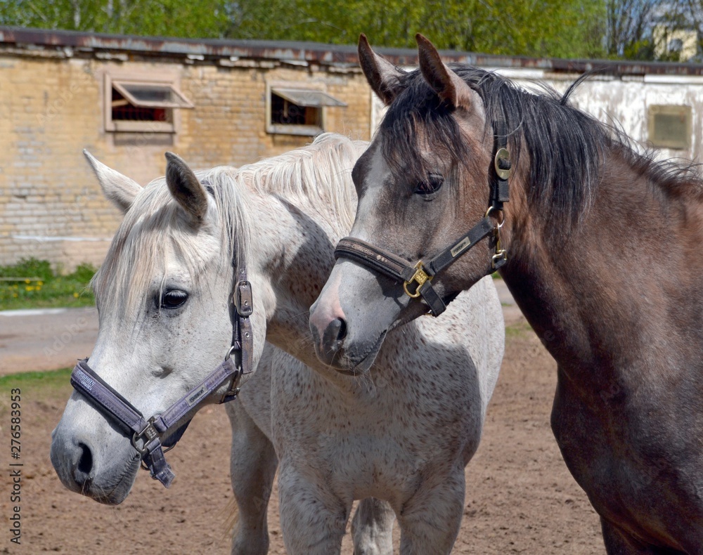 Fototapeta premium Two arab mares in the paddock in spring