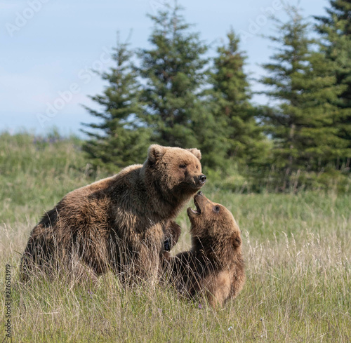 Two grizzlies playing in field photo