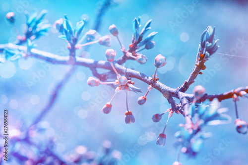 Beautiful cherry or sakura blossom tree branch. Blooming cherry sakura tree with blossom flowers and fresh leaves over blue sky. Colorful floral blum spring romantic blurred background with copy space