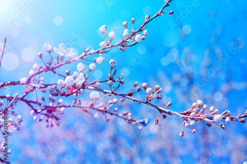 Beautiful cherry or sakura blossom tree branch. Blooming cherry sakura tree with blossom flowers and fresh leaves over blue sky. Colorful floral blum spring romantic blurred background with copy space